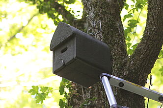 Fledermauskasten