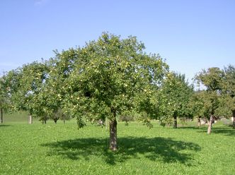 Hochstamm mit Frucht