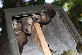Siebenschläfer (Glis glis)