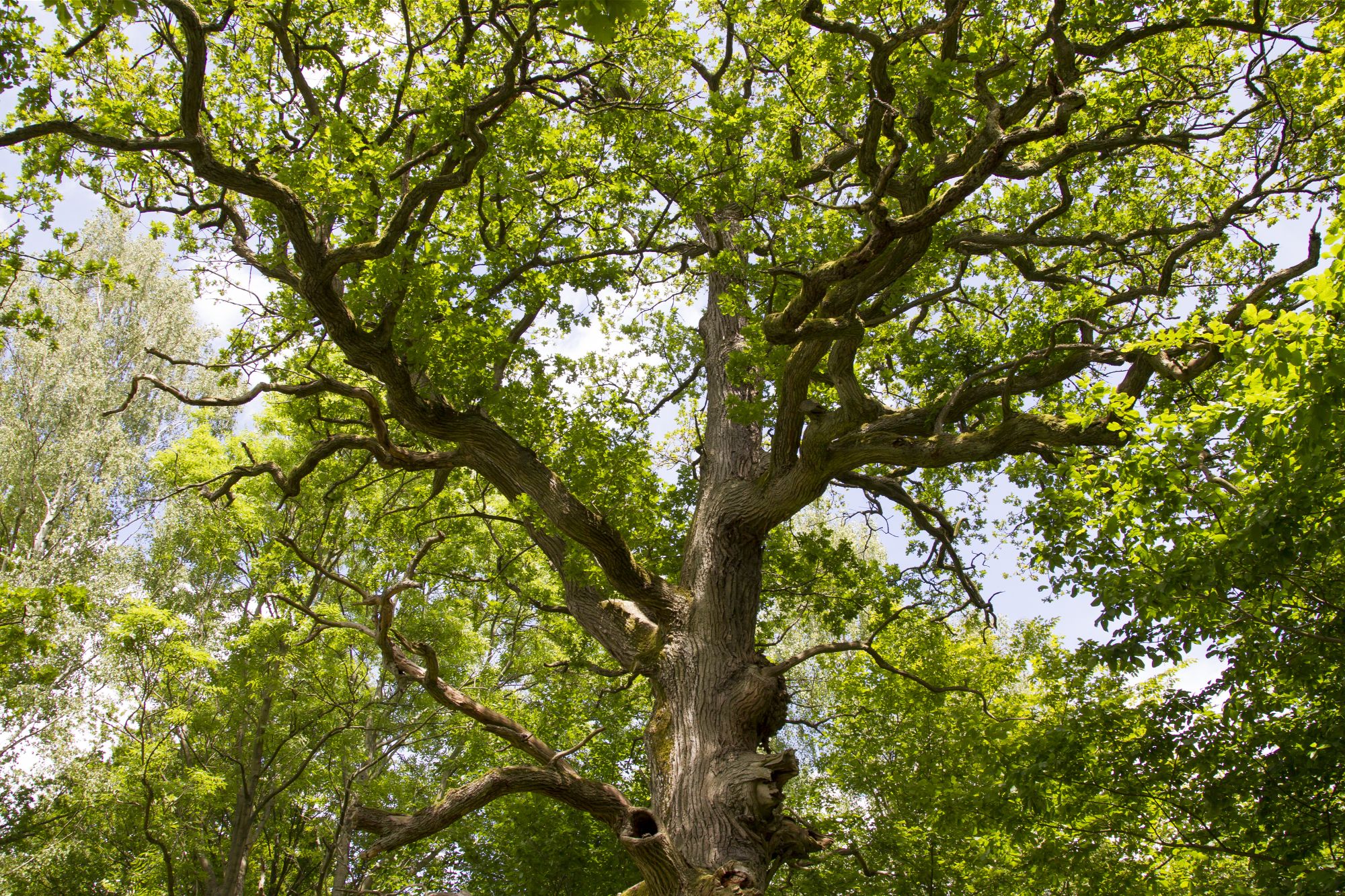 Alte Eiche, Old Oak